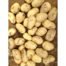 New Crop Fresh Chinese Potato (150-200G)
